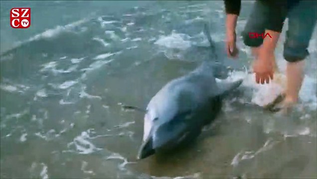 Kumsala vuran yunusu, kuyruğundan çekerek denizle buluşturdu