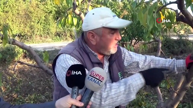 Bahçesindeki Şeftali Ağacına Asılı 7 TL Buldu, Gözyaşlarını Tutamadı