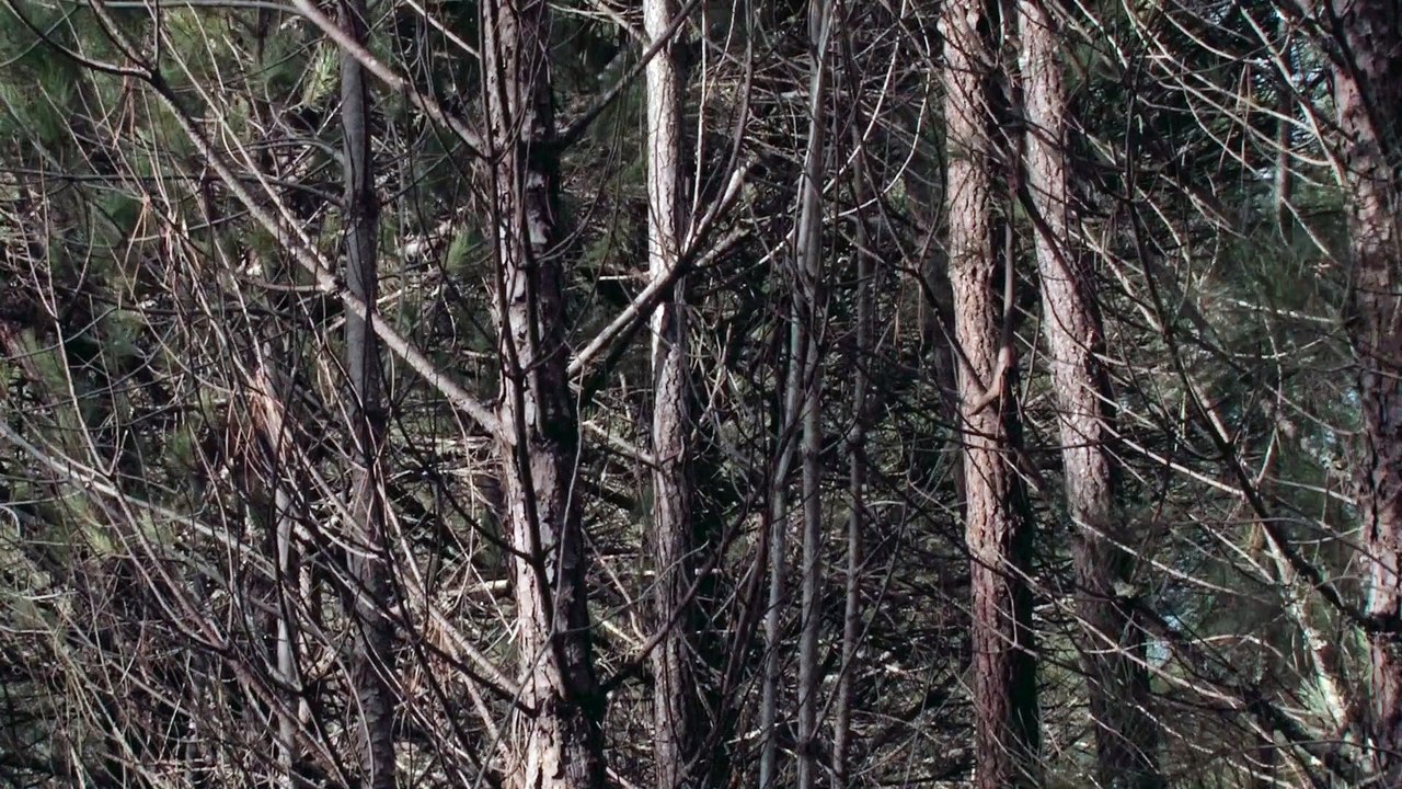 Campo film