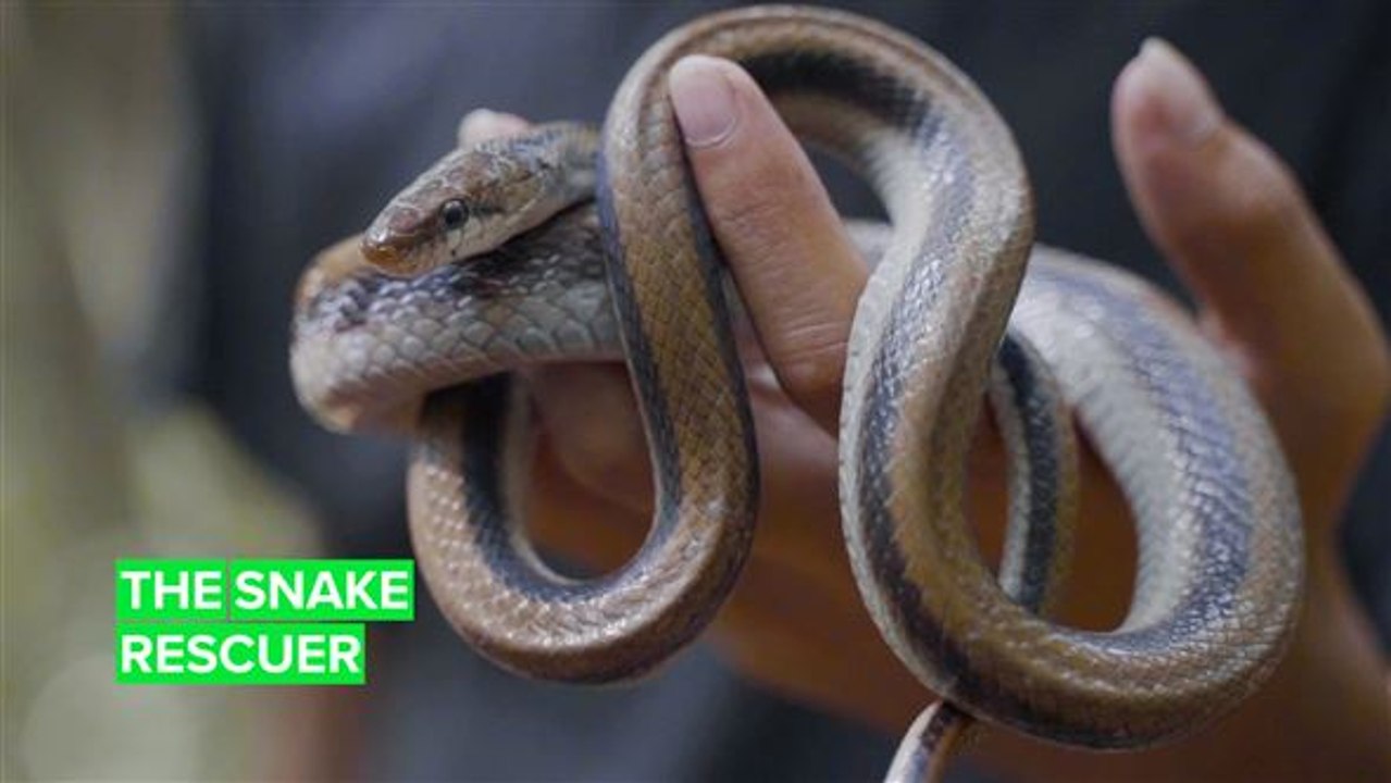 Nepal's snakes are in good hands with this serpent rescuer