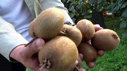 Ordu'da geleneksel 'Kivi Hasat Şenliği'