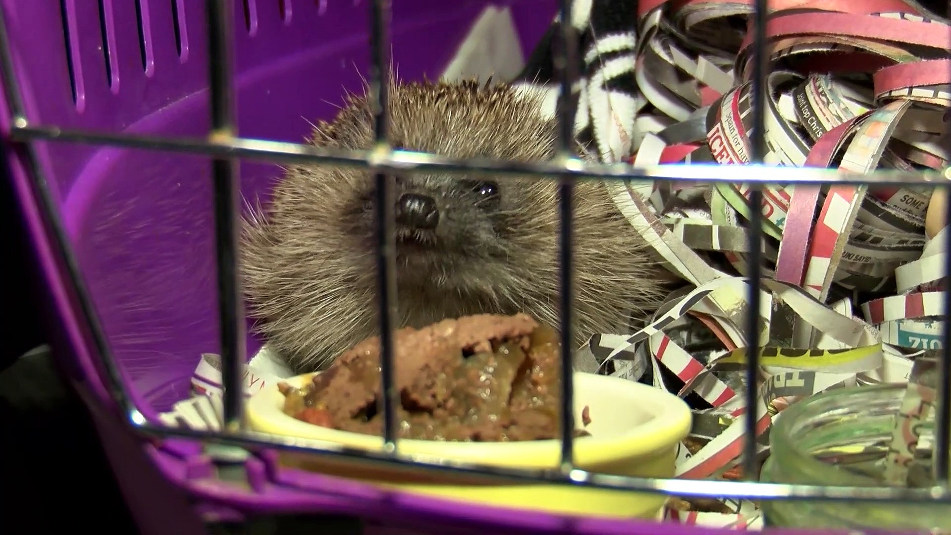 ⁣How To Protect Endangered Hedgehogs From Bonfires!