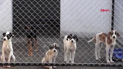 Ordu'da, tepki çeken barınağın 3 sorumlusu görevden alındı