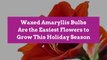 Waxed Amaryllis Bulbs Are the Easiest Flowers to Grow This Holiday Season