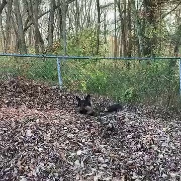 Ecureuil ou chien ? Caché dans les feuilles ce berger allemand est méconnaissable !
