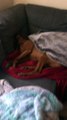 Sleeping Snoring Coonhound