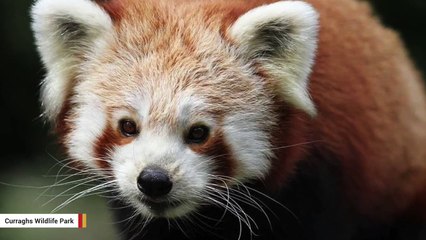 Fugitive Red Panda Captured After Drone Used To Find Escaped Creature