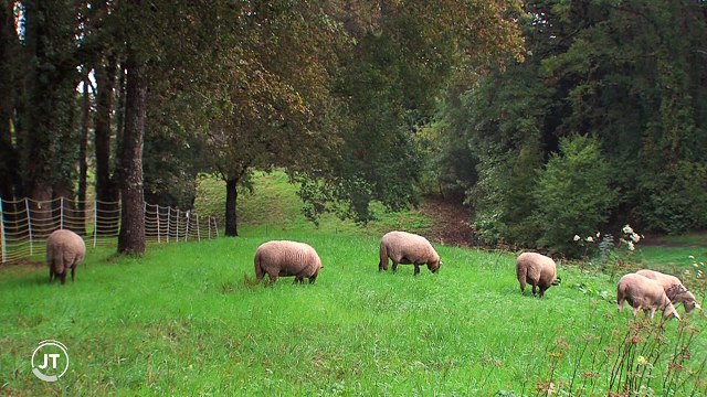 Des moutons plutôt que des tondeuses