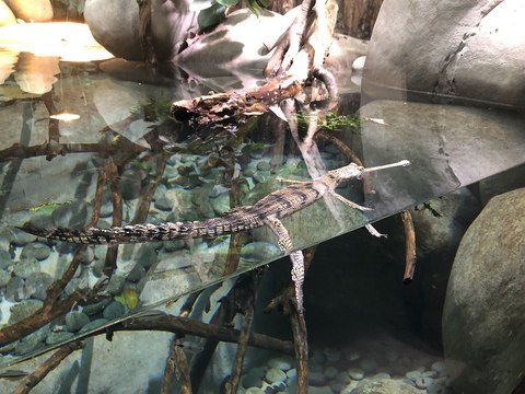 Biotropica à Val-de-Reuil : un nouveau bassin pour deux crocodiles