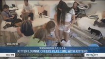 Kitten Lounge Offers Play Time with Kittens