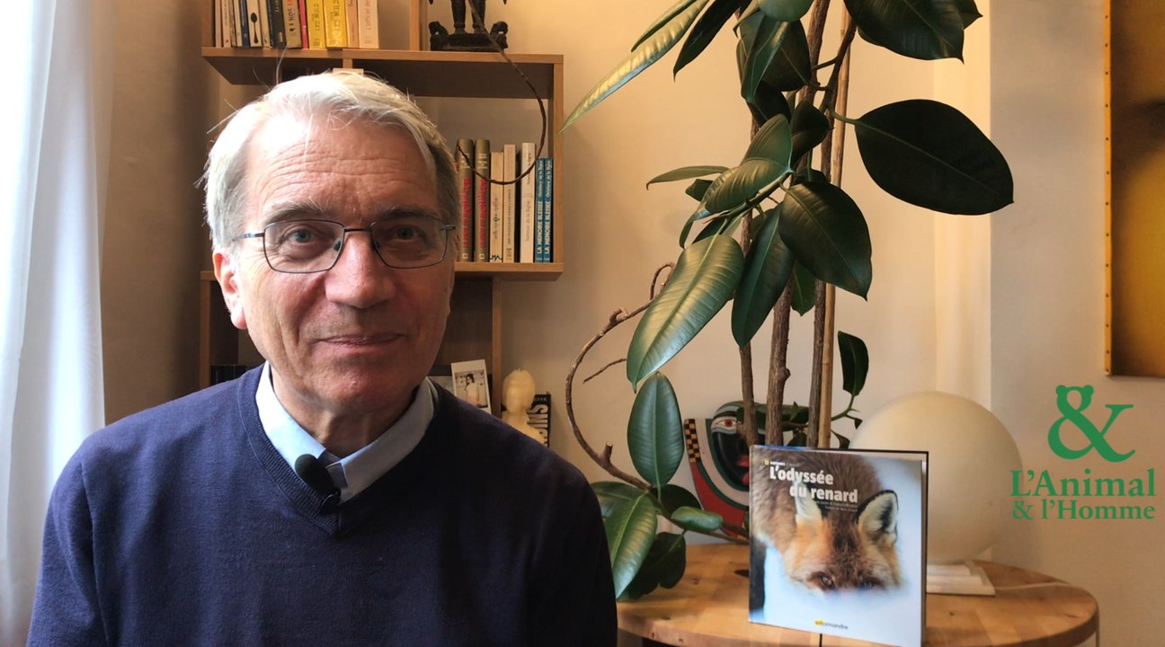 Interview de François Moutou : Le fascinant renard