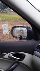 Blue Wren Dislikes His Own Reflection