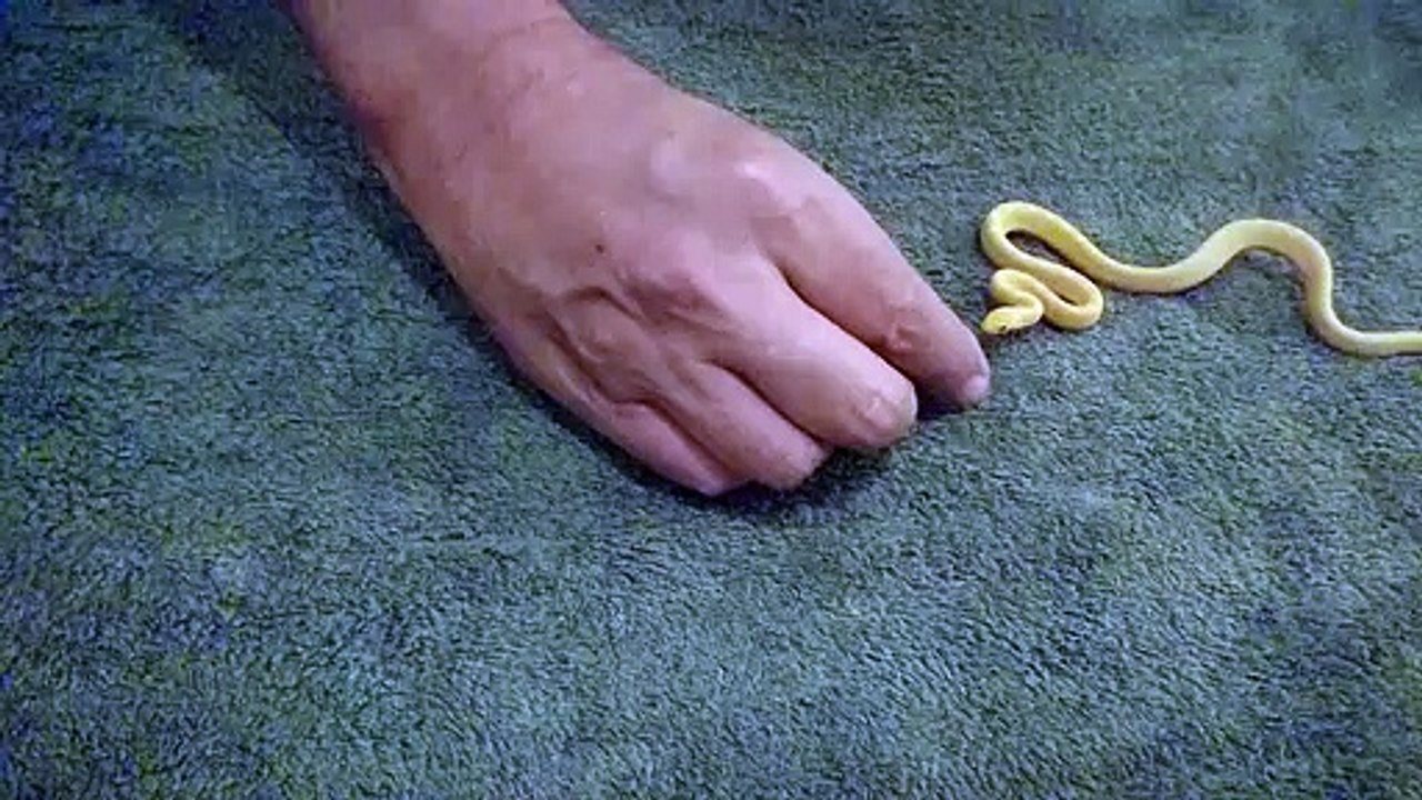 Il donne des oeufs à son petit serpent qui les gobe