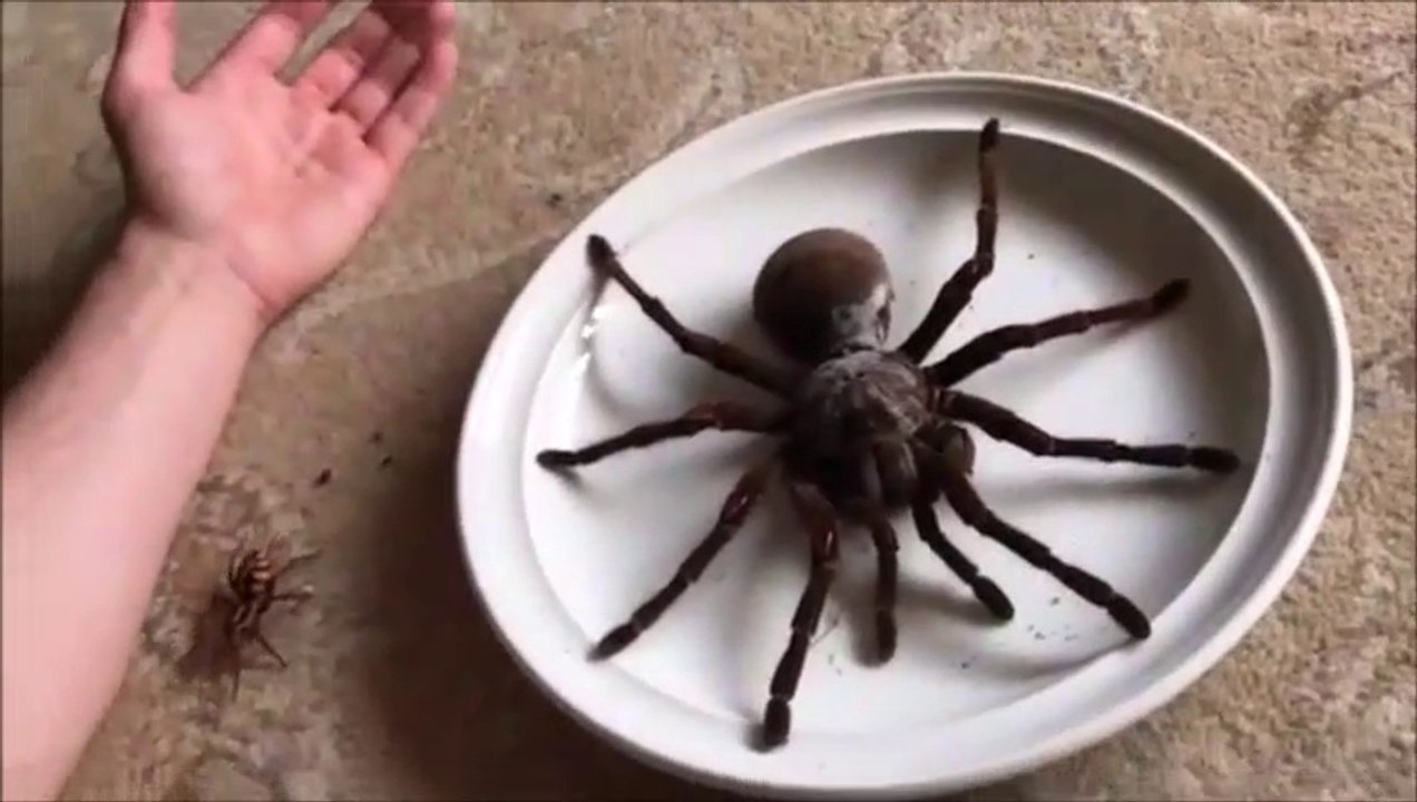 Ils nous montrent son araignée Goliath... Monstrueux