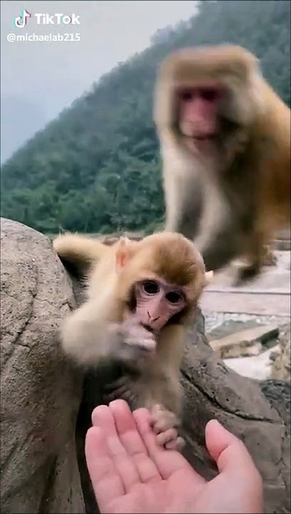 Cette maman singe refuse que les touristes donnent à manger à son petit !
