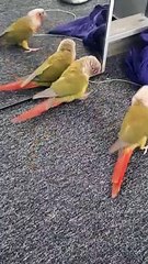 Hilarant : cette perruche s'attaque à son propre reflet dans un miroir