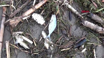 Finike'de ölü balıklar sahile vurdu