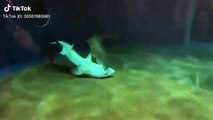 Tubarão filmado a salvar a vida de outro tubarão em oceanário!