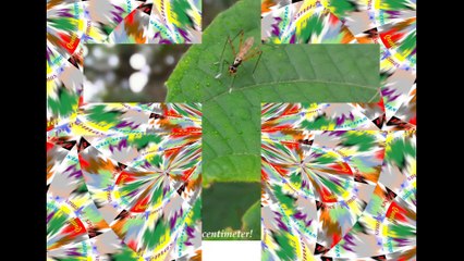 You think you're God, but actually you are just a little bug in front of him! [Quotes and Poems]