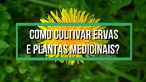 DICAS de quais as condicoes boas para o cultivo de ERVAS e PLANTAS MEDICINAIS