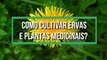 DICAS de quais as condicoes boas para o cultivo de ERVAS e PLANTAS MEDICINAIS