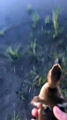 Duckling Hesitates to Leave Rescuers