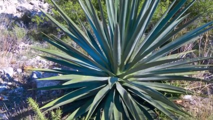 Is Agave Nectar Healthier Than Sugar?