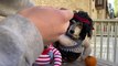 Dogs Dress Up as Famous Movie Characters for Halloween