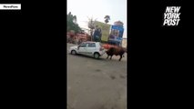 Un conducteur qui klaxonnait un taureau reçoit des coups de cornes