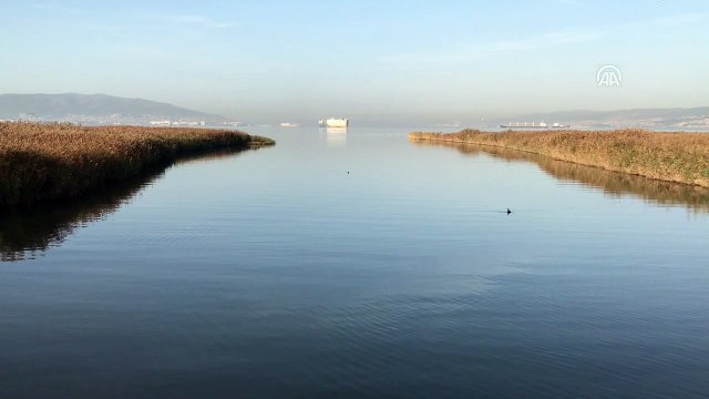 İzmit Körfezi'nin sevimli misafirleri yunuslar - KOCAELİ