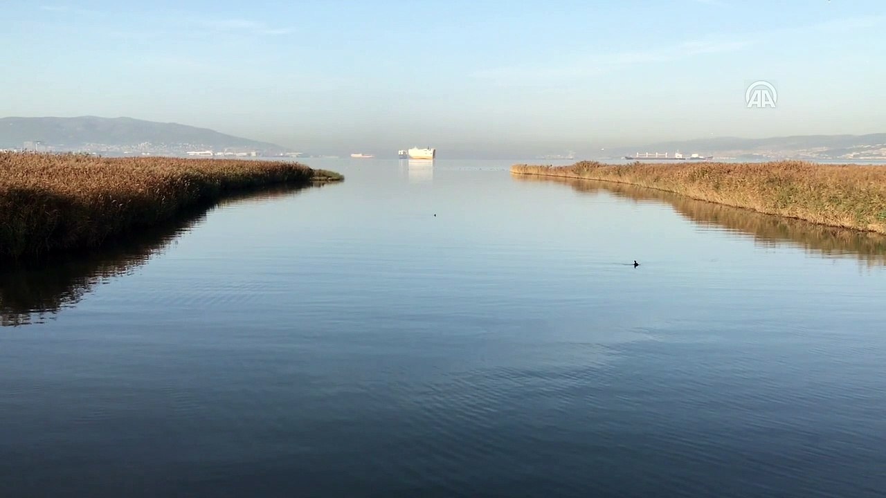 İzmit Körfezi'nin sevimli misafirleri yunuslar - KOCAELİ