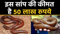 Mumbai से 50 लाख रुपये कीमत का Sand Boa Snake जब्त,  एक शख्स Arrest | वनइंडिया हिंदी