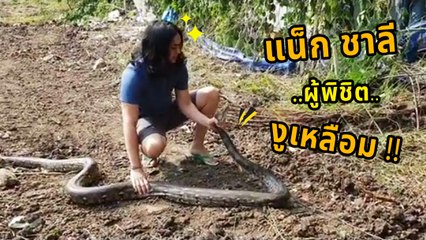 แน็ก ชาลี จับงูด้วยมือเปล่า ยิ่งกว่าแบร์ กริล