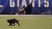 Este gato negro salta al terreno de juego en un partido de fútbol americano y atrae toda la atención durante varios minutos