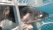 Vídeo viral: Este gran tiburón blanco impacta contra una jaula con buzos dentro