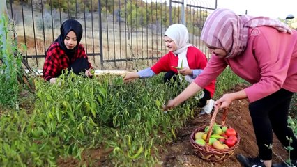 Üniversiteliler yurtta ihtiyaç sahipleri için de sebze yetiştiriyor - KONYA
