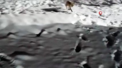 Aç kalan tilkiyi vatandaşlar besledi