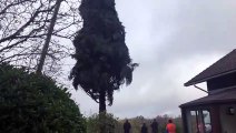 Le sapin qui va rejoindre la place Stanislas à Nancy coupé à Ban-de-Sapt