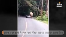 कार पर बैठना चाह रहा था हाथी, ड्राइवर ने मुश्किल से बचाई जान