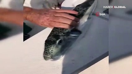 Tehlike büyük… Düşmanı yok, sayıları hızla artıyor!