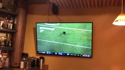 Cat On Football Field - Cowboys vs. Giants 11-4-19
