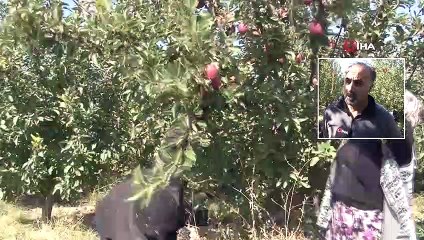 Van'da 16 Bin Meyve Fidanı Dikti, Şimdi Irak'a İhraç Ediyor