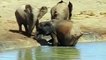 Baby Elephant rescued. Elephants rescue Elephants from Animal Attack   Animals save another Animals