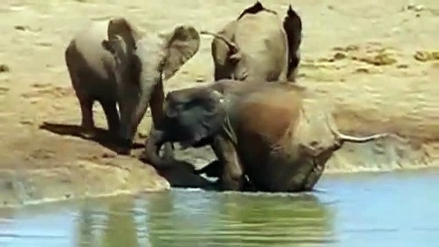 Baby Elephant rescued. Elephants rescue Elephants from Animal Attack Animals save another Animals