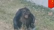 Chimpanzee at Chinese zoo filmed enjoying a cigarette
