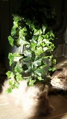 British Longhair et shorthair