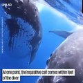 Vídeo viral: Estos buzos se sumergen en el mar sin sospechar que enormes ballenas emergerían para nadar con ellos