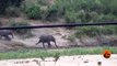 Baby Elephant Falls and Rolls Down a Hill