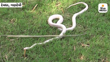 એશિયાનો દુર્લભ અને સૌથી ઝેરીલો આંશિક આલ્બીનો સાપ મળી આવ્યો