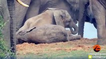 Baby Elephant's Piggy Back Ride Goes Adorably Wrong